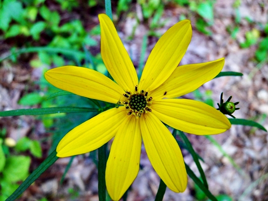 {Coreopsis delphiniifolia}